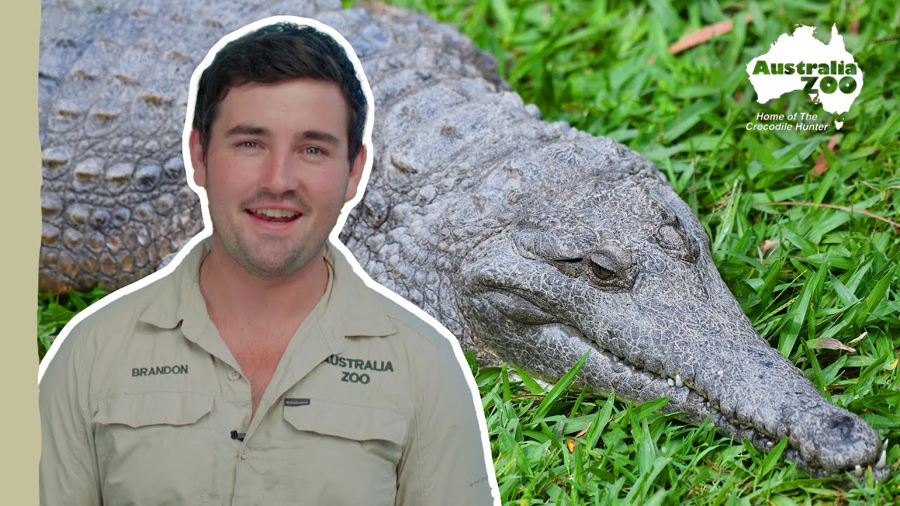 Becoming a reptile keeper | Australia Zoo Life
