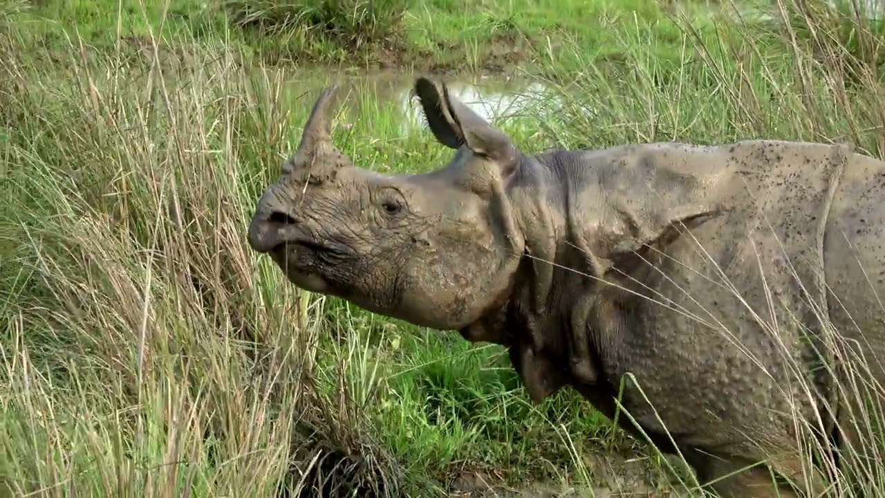 Kaziranga National Park in India