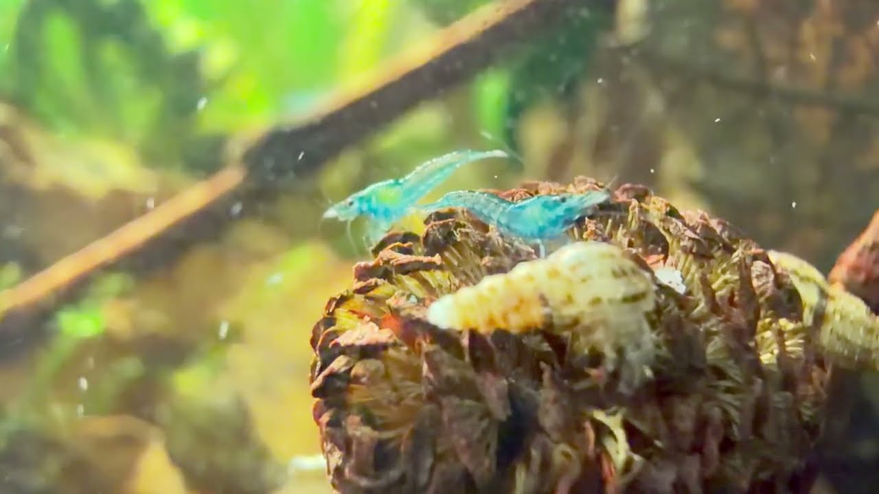 J'AI DES BÉBÉS CREVETTES !!! ( Blue velvet )