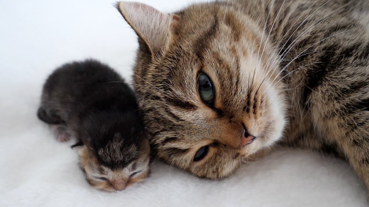 Mother cat Lili and baby kitten sleeping cheek to cheek.