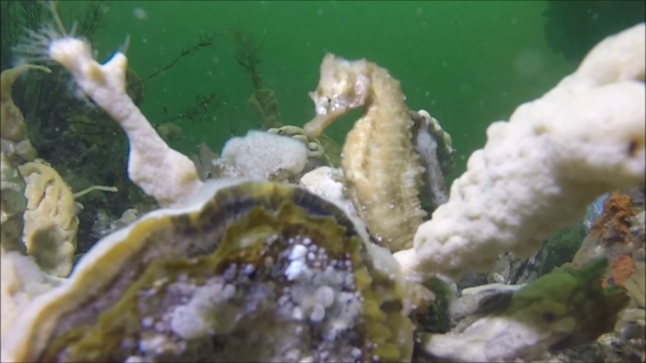 Zeepaardje in de Oosterschelde