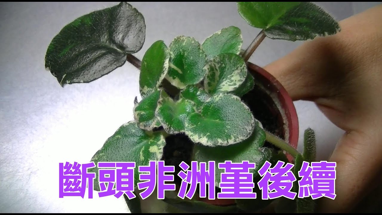 20220531  vidowang 非洲堇之大龍出任務19 斷頭非洲堇後續