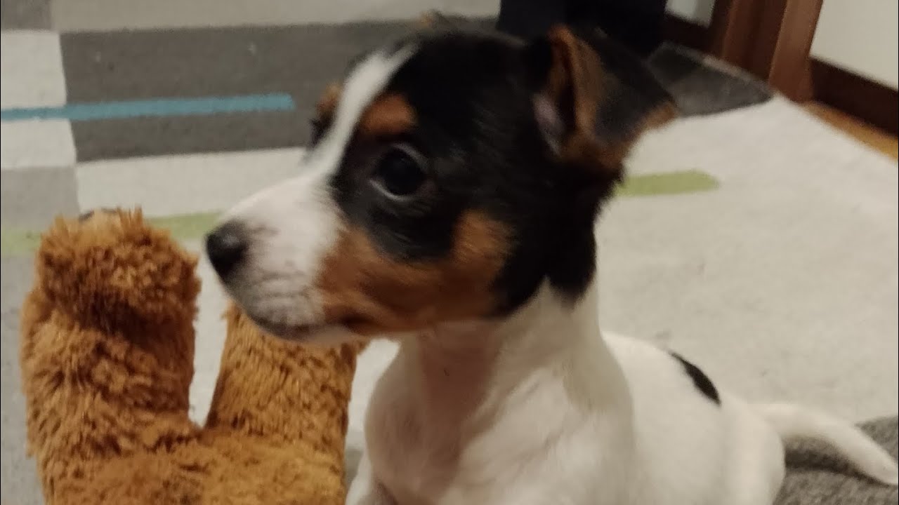 Jack Russell Terrier - pierwsze sztuczki szczeniaka