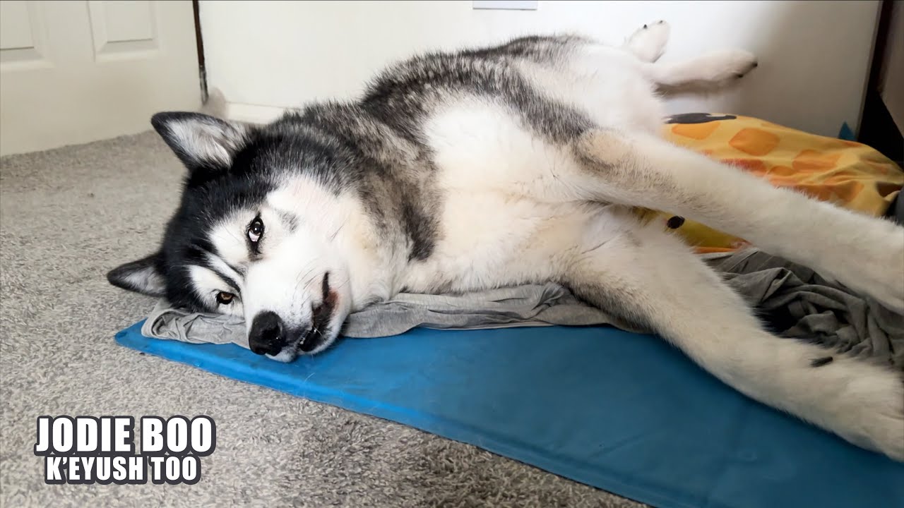 Getting My Husky Out of Bed & Learning To Watercolour!