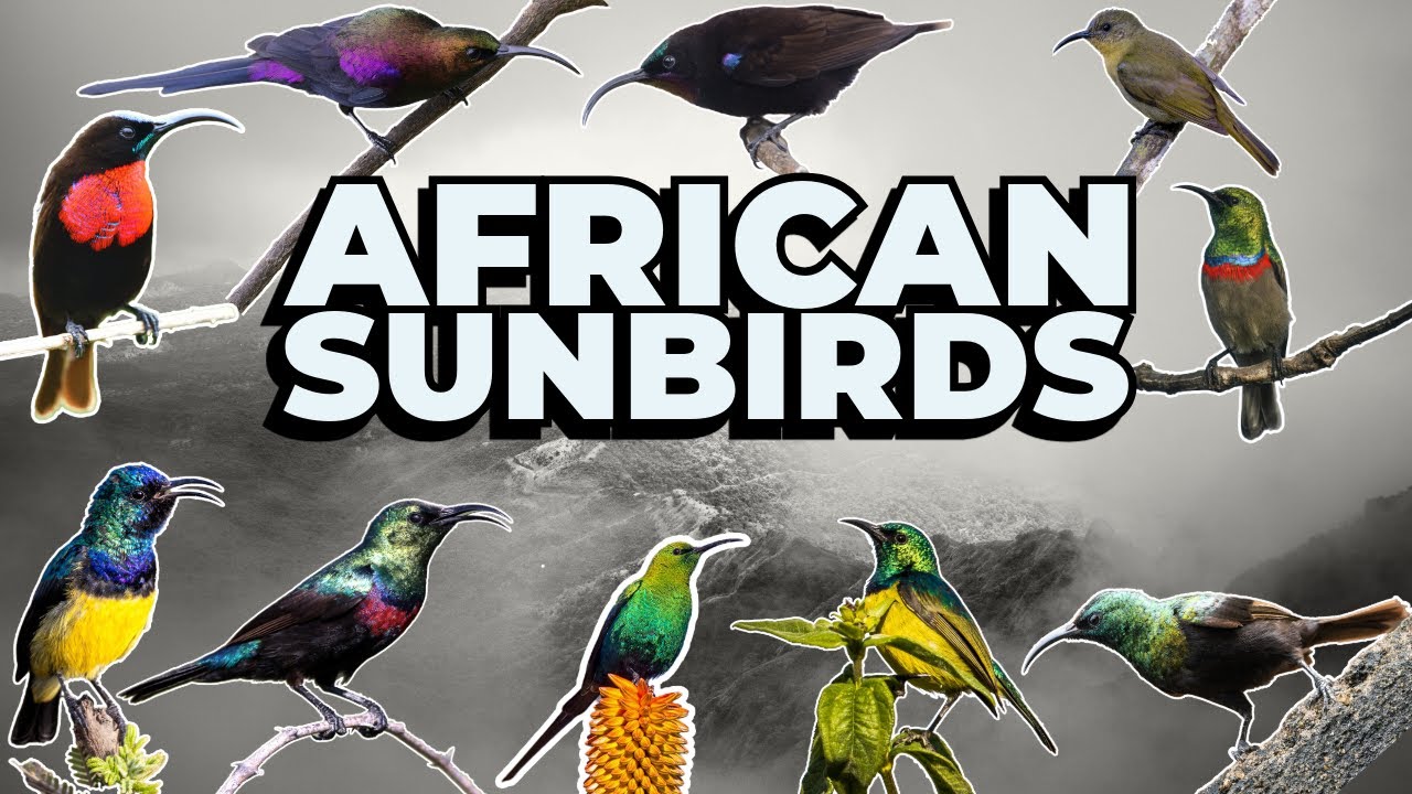 🎵 African Sunbirds Singing: A Melodic Symphony of Nature's Jewels 🌿 | Stunning Bird Sounds & Calls