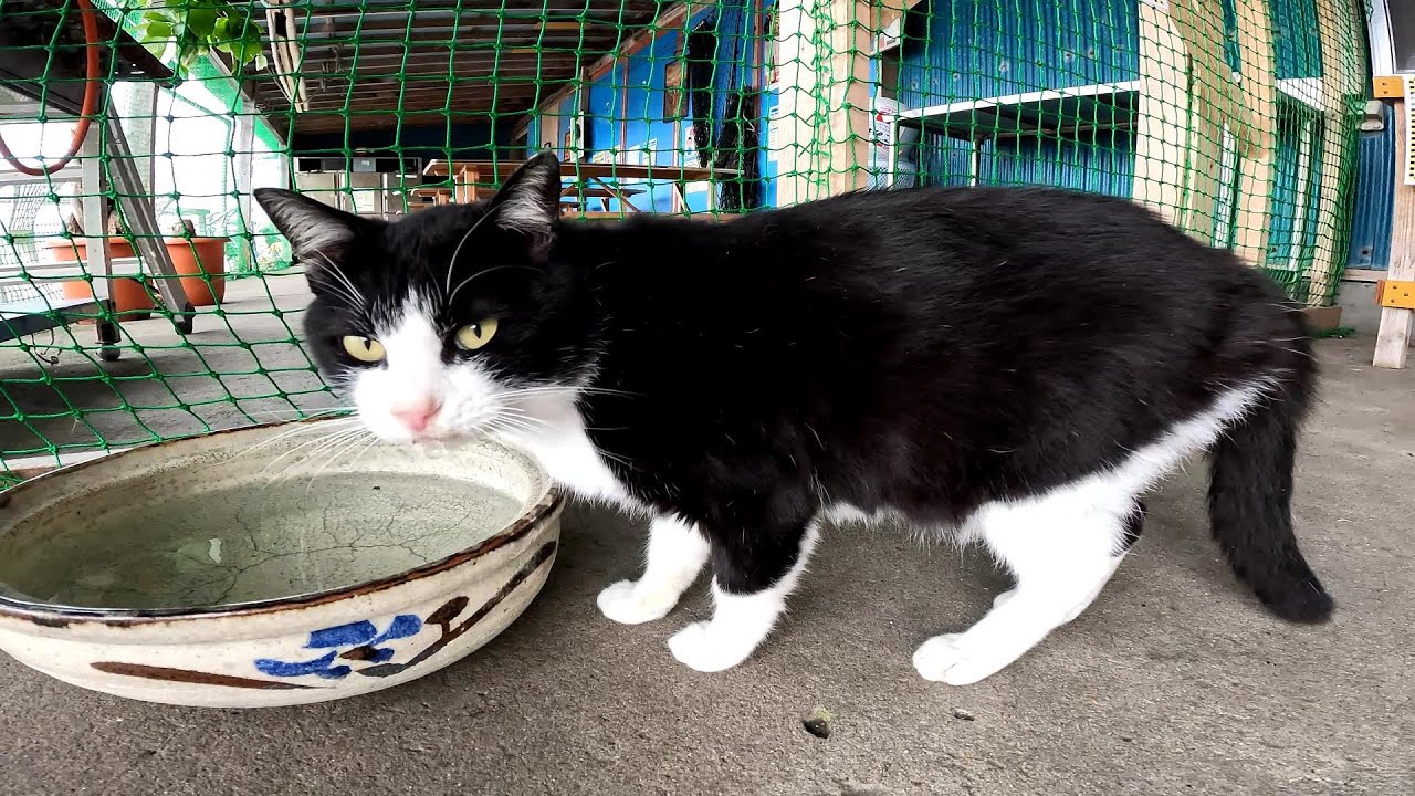 【田代島】【猫島】冬でも水分補給は必要です