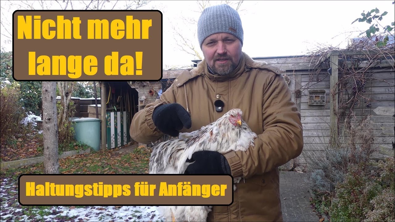 Warum dieser Hahn bald geht! Hühnerrasse Brahma im Detail erklärt & Haltungstipps für Anfänger