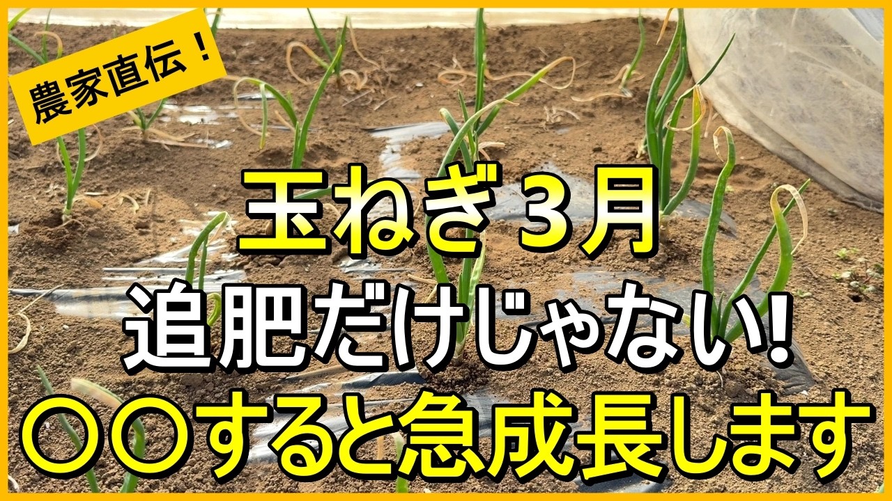 【玉ねぎ栽培】肥大期前の最後の追肥など3月にやるべきお世話を解説【有機農家直伝！無農薬で育てる家庭菜園】　26/3/3