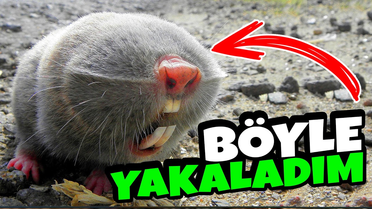 KÖSTEBEĞİ BÖYLE YAKALADIM | KÖSTEBEK NASIL YAKALANIR!