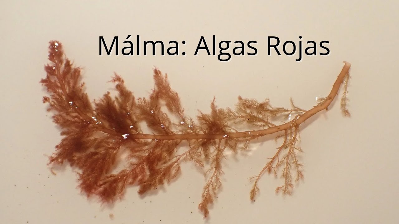 MALMA: ALGAS ROJAS