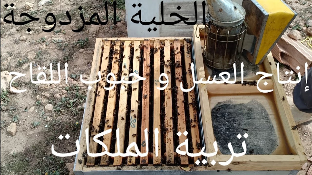 الحلقة 100 عرض خلية مزدوجة لإنتاج العسل و الغذاء الملكي و حبوب اللقاح و تربية الملكات