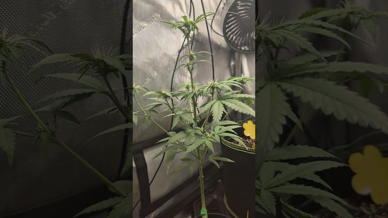 Hulkberry Auto by RQS in a small pot. 2nd week of flower (I think idfk) #flower #hulk #weedchannel