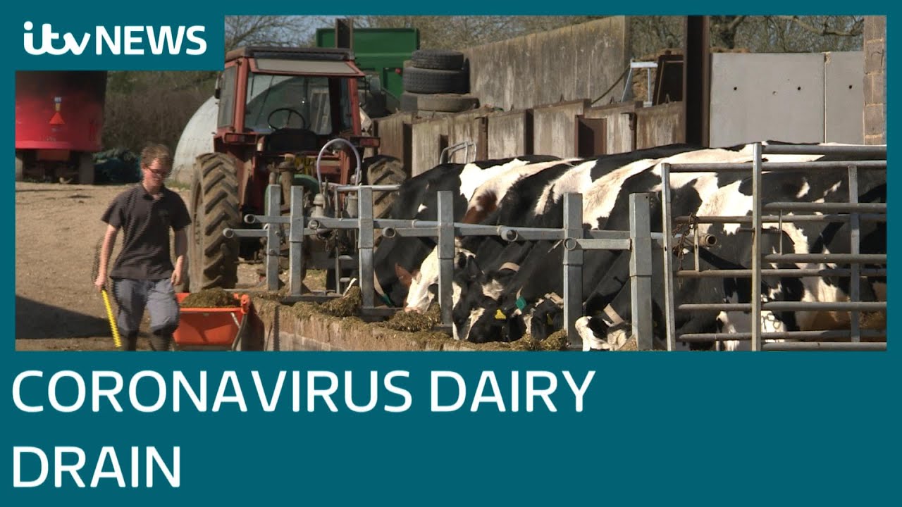 Dairy farmer throws away 9,000 litres of milk during Coronavirus pandemic | ITV News