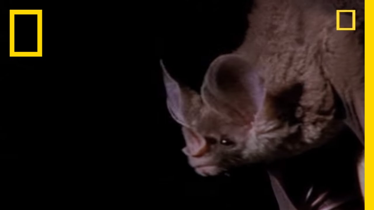 Vampire Bat vs. Wrinkle Bat | National Geographic