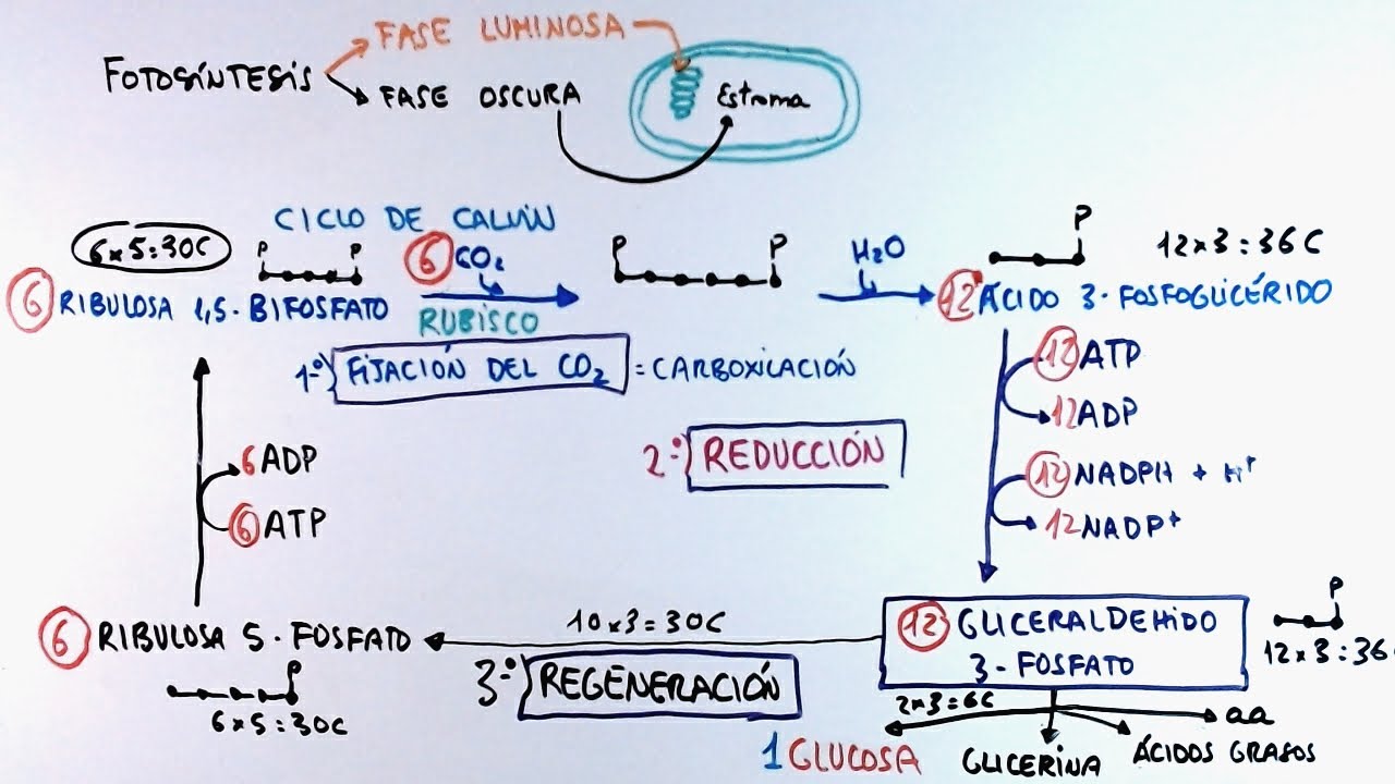 Fotosíntesis - Fase Oscura