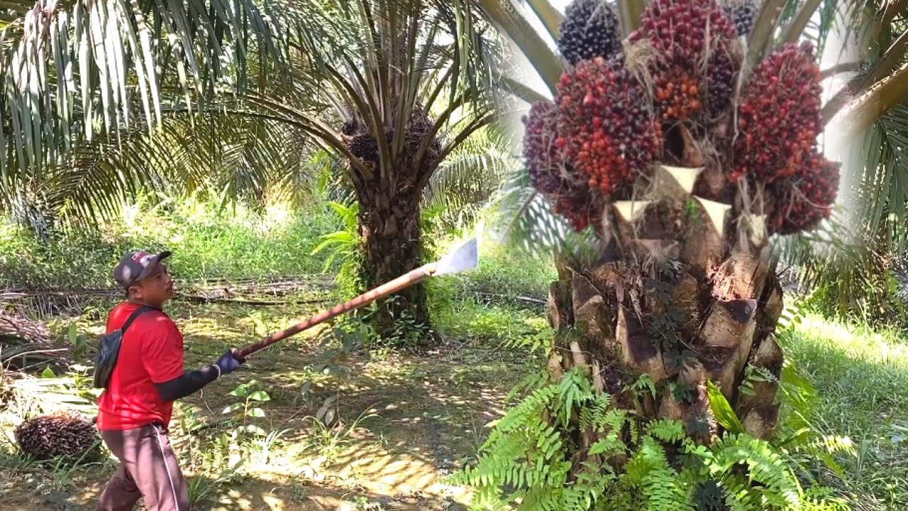 LUAR BIASA.!! SEDIKIT GAK TERURUS TAPI KEBUN RAJA OBROK SELALU BANYAK BUAH