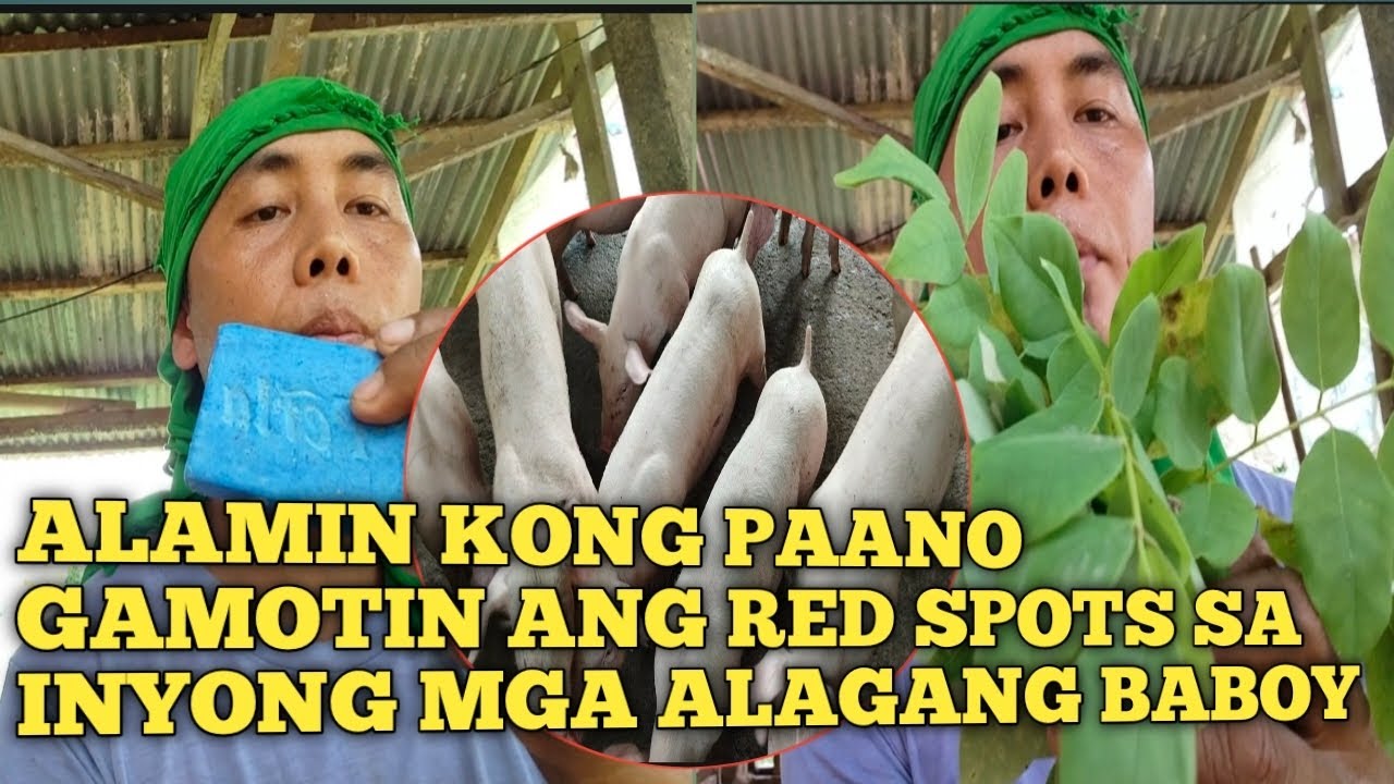 PANTAL PANTAL NA PULA SA INYONG MGA ALAGANG BABOY ALAMIN KONG PAANO ITO GAMOTIN