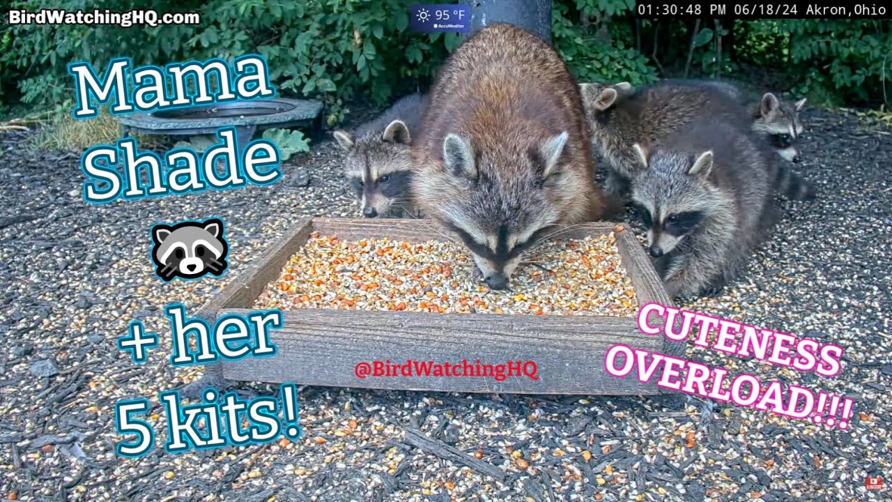 Mama Shade + Her 5 Kits in Daylight @BWHQ - 6.18.24