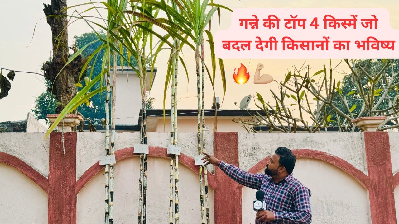 गन्ने की 4 टॉप किस्में जो बदल देंगी किसानों का भविष्य 21012 | 17018 | 18231 #sugarcanevariety 