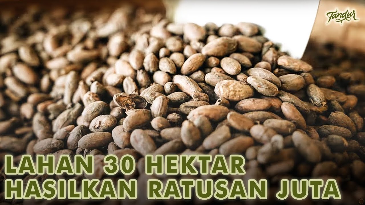 Hasilkan Ratusan Juta Bertani Kakao di Lahan 30 Hektar - Petani Makmur!