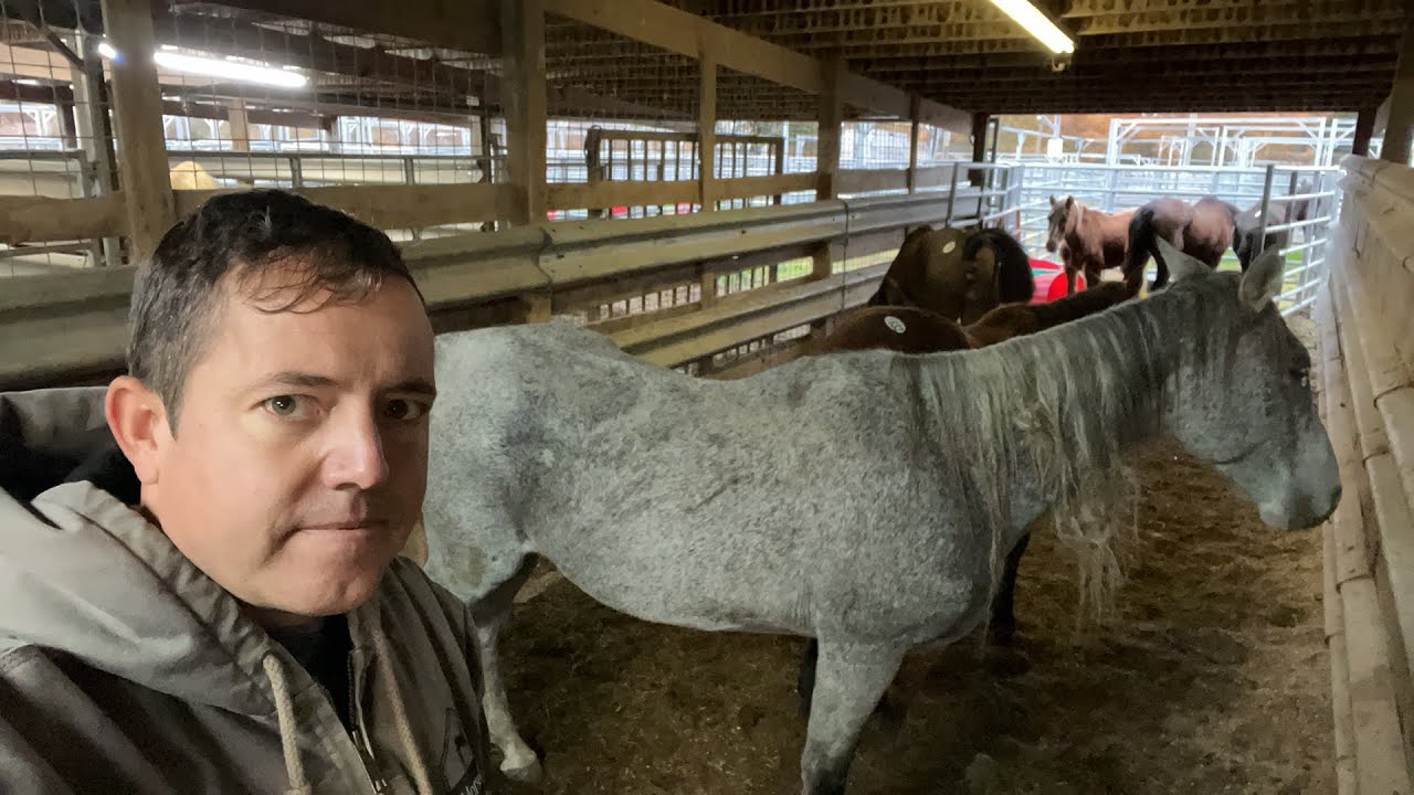 Live Assessment - 26 Horses Saved!!