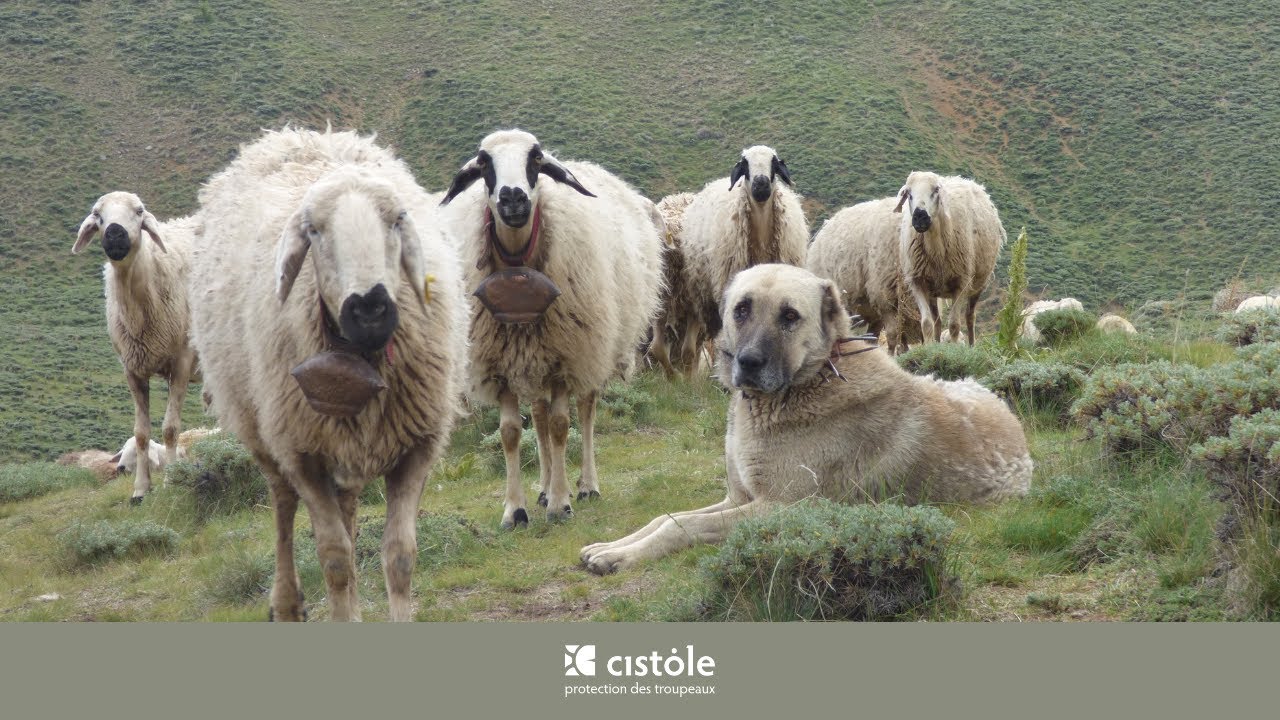 Éleveur-berger dans les montagnes turcs : 500 brebis et 4 Kangal contre les loups⎥Turquie