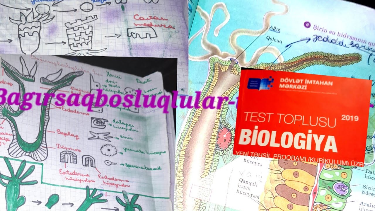 Bağirsaqbosluqlular sinfi-test toplusu-test izahi