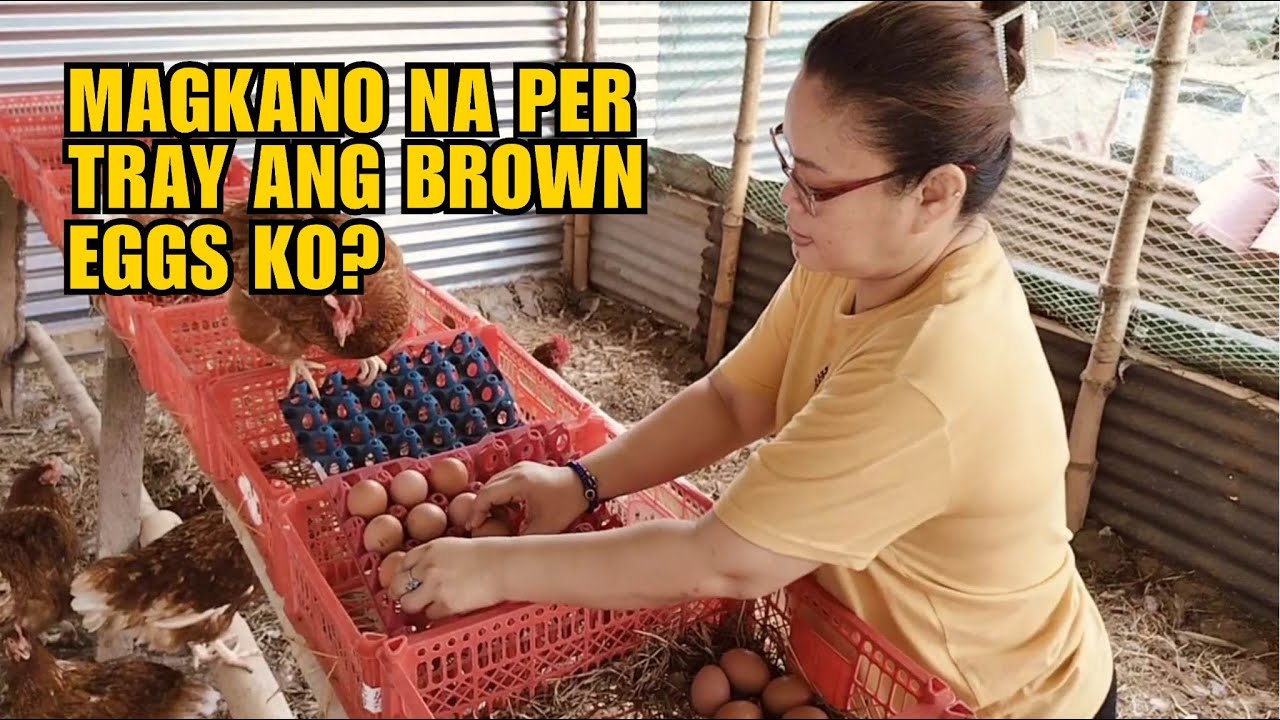 MAGKANO NA PER TRAY ANG BROWN EGGS KO?