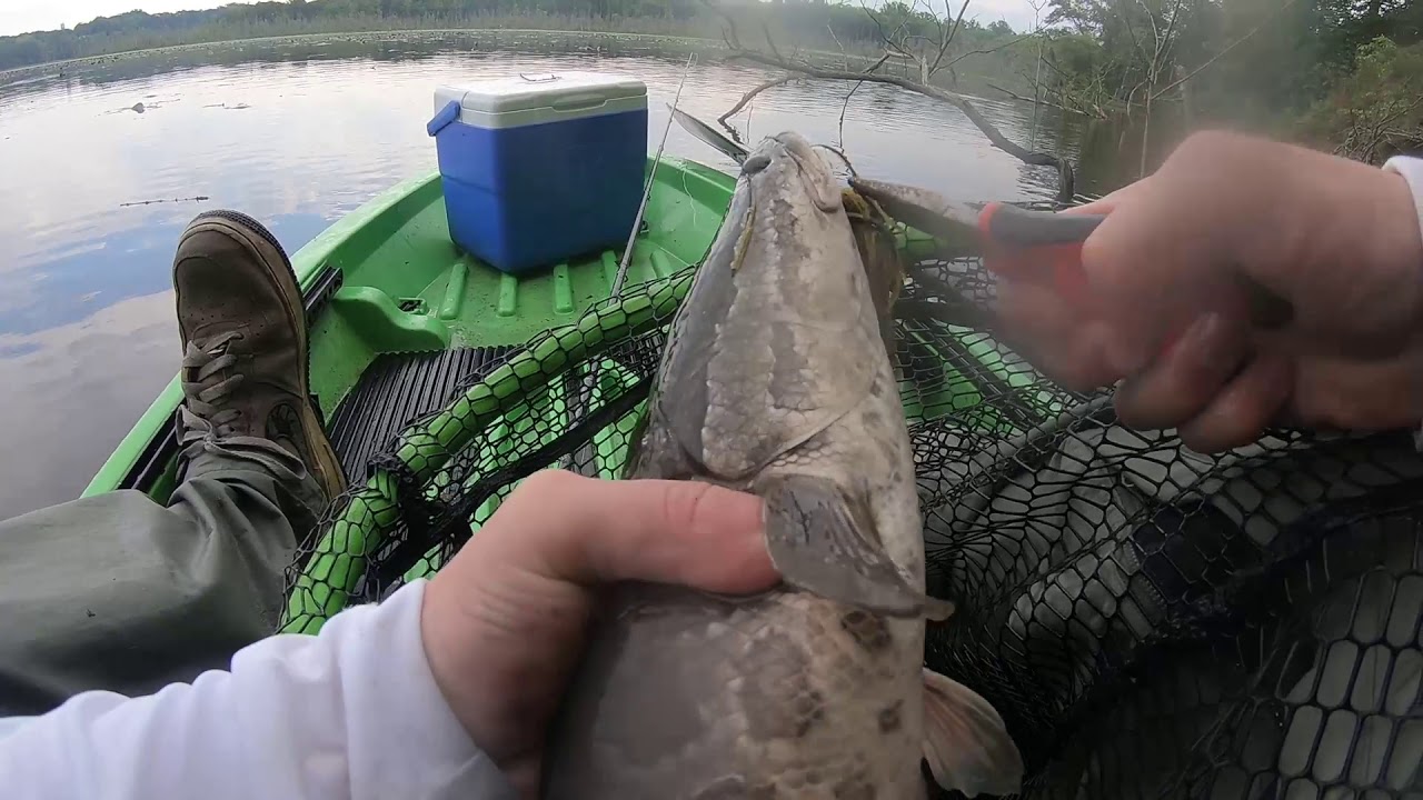 Potomac River MONSTERS (Mattawoman Creek,MD)