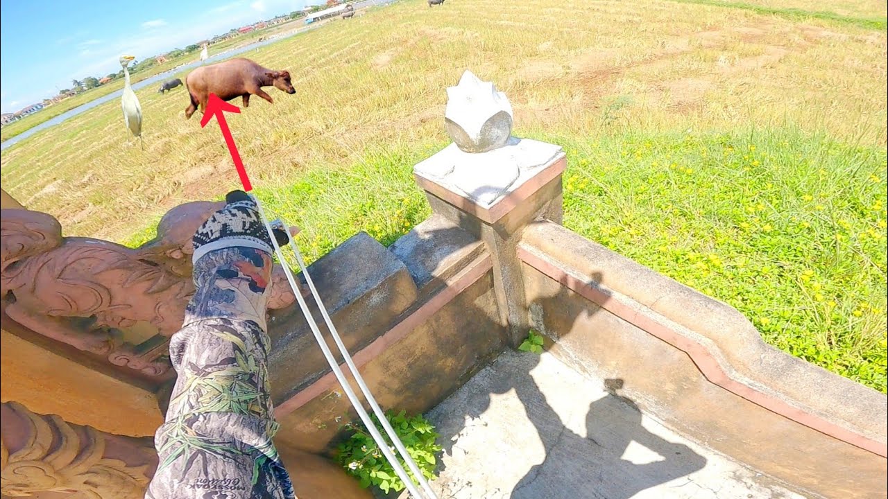 Đi Săn Bằng Ná Cao Su - Quyết Nguyễn Slingshot - Slingshot Hunting Bird Tập 288