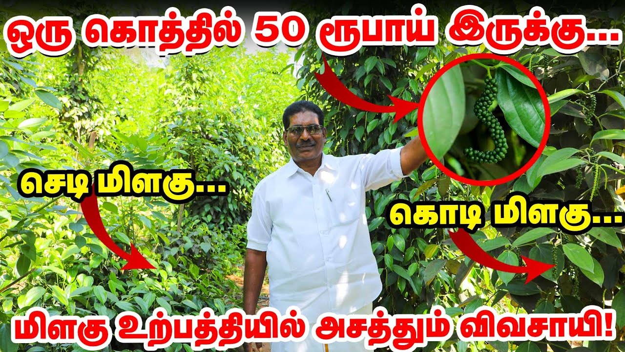 லாபம் கொழிக்கும் மிளகு உற்பத்தி | Pepper Cultivation | Balusamy Pepper Garden