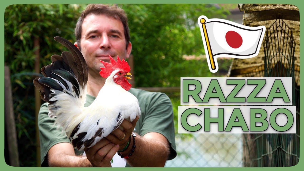 Razza Chabo | Caratteristiche e particolarit&agrave; di questa razza avicola