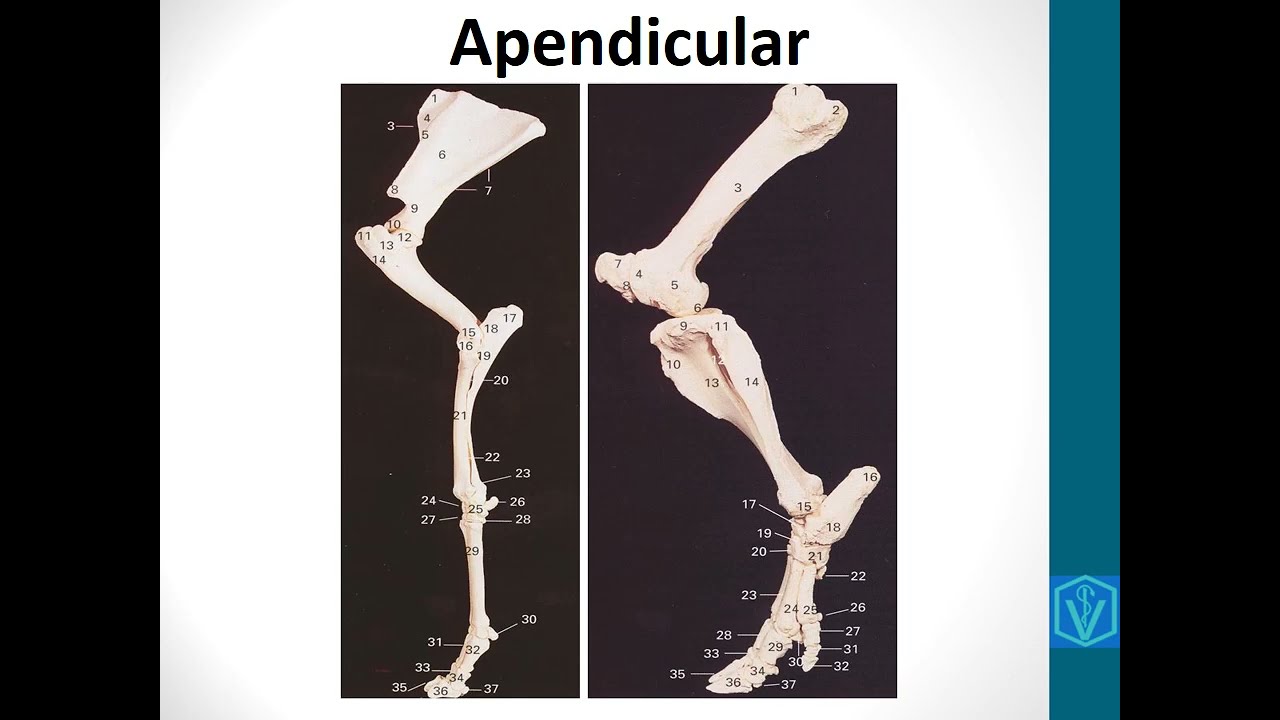 Osteologia - Anatomia animal | Medicina Veterinária, Zootecnia e Agronomia