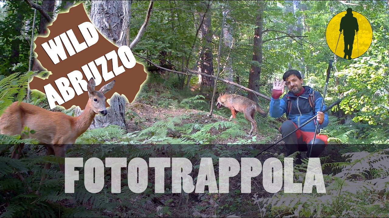 Grande transito nel bosco! WILDLIFE