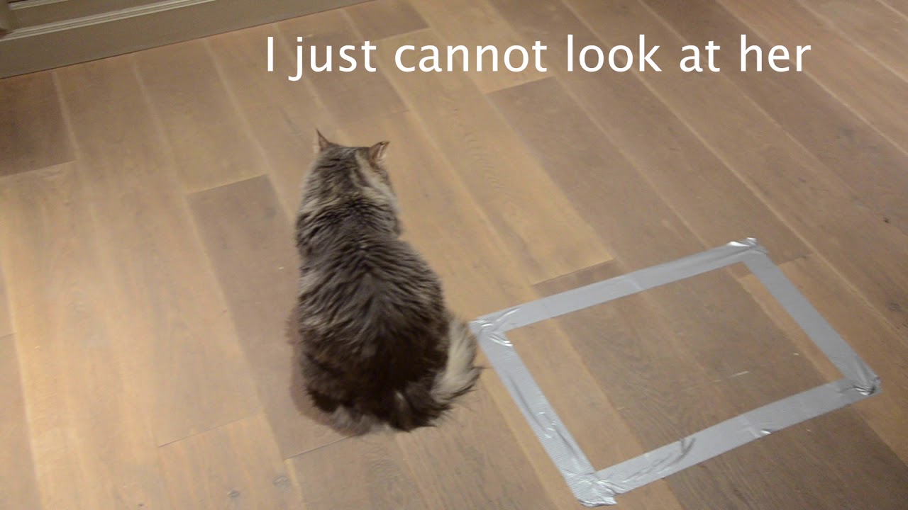 British shorthair cats prank!