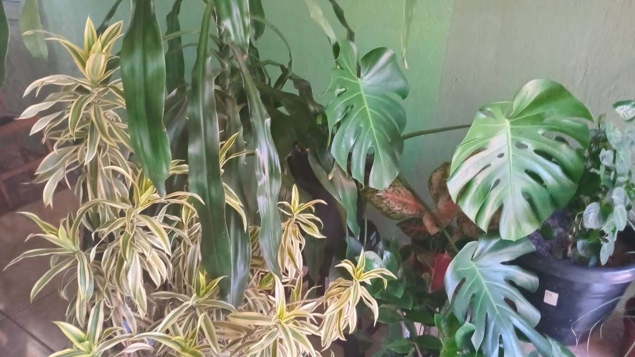 PLANTAS DE GRANDE PORTE CULTIVADAS EM VASOS 