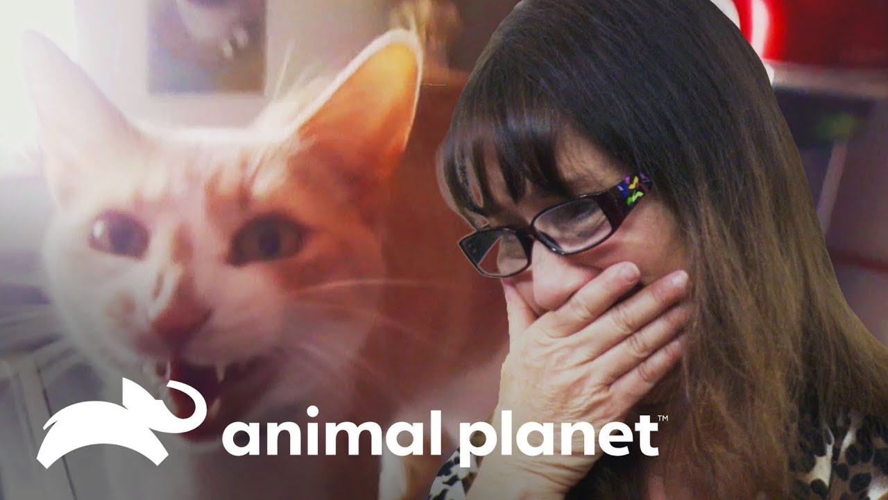 ¡Gato hace pis en la cabeza de la dueña! | Mi gato endemoniado | Animal Planet