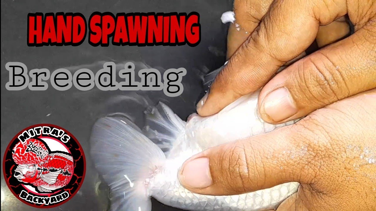 HOW to Breed Goldfish hand spawning method( SUCCESSFUL BREEDING)