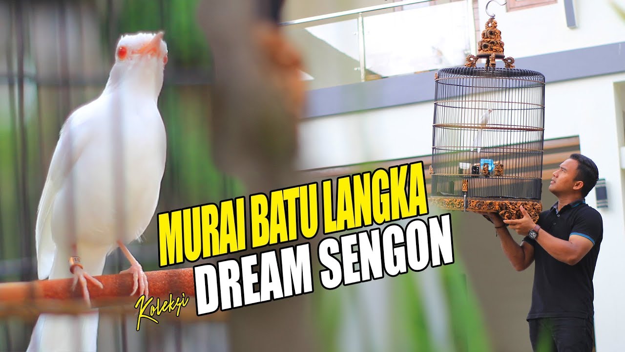 ASLI BIKIN MLONGO  !! Koleksi Burung Langka Dan Unik Dream Sengon