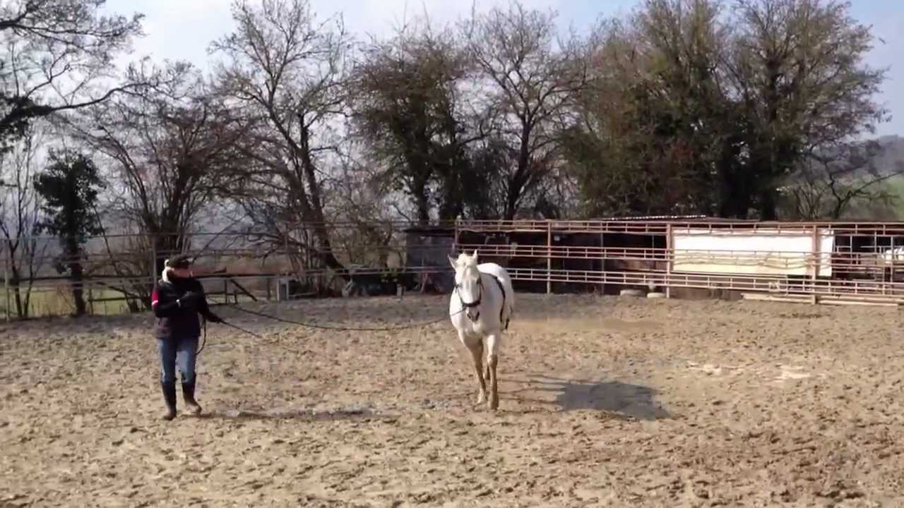 HORSE BODYFORMING mit Macho