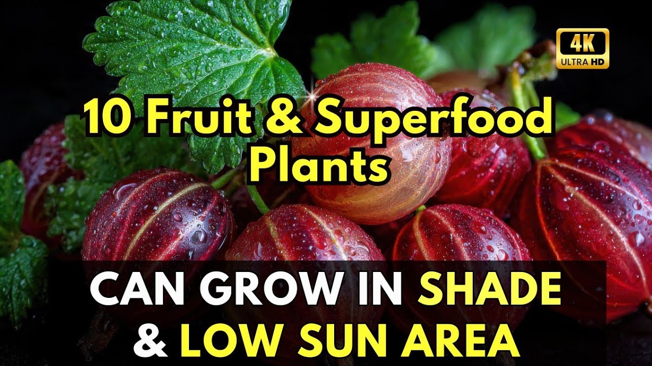 10 Fruit & Superfood Plants That You Can Successfully Harvest in Shady & Low Sun Light Areas