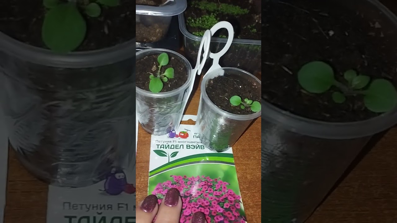 Петуньи на 27 января.