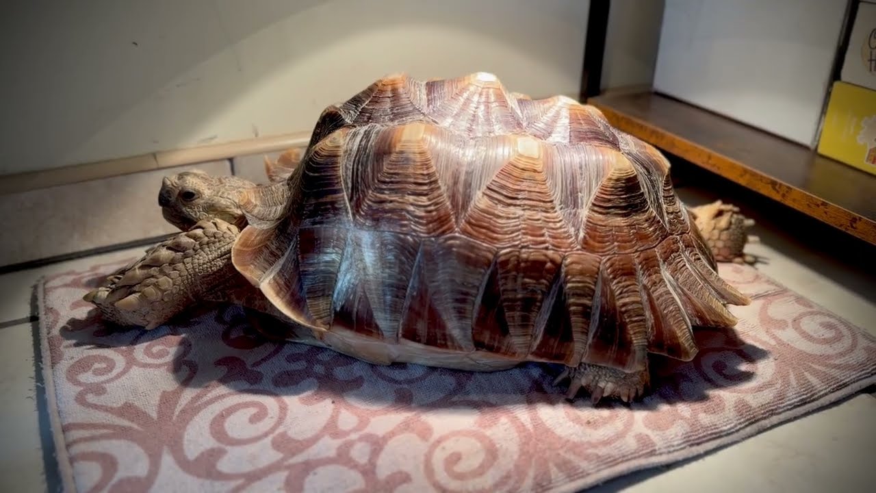 Relaxing tortoise morning basking 🐢 TurtleZen