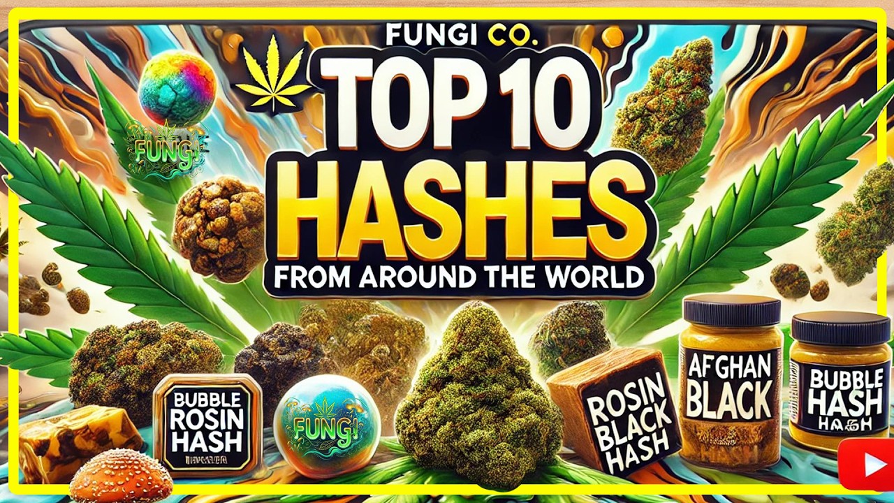 🌍💨 Топ-10 гашишей со всего мира | FUNGI Co. 🌱🔥