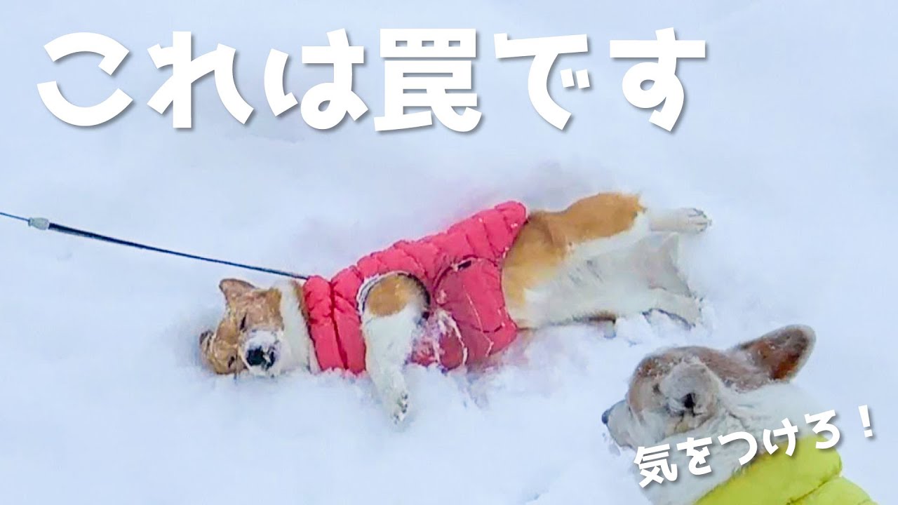 このコーギーは危険です