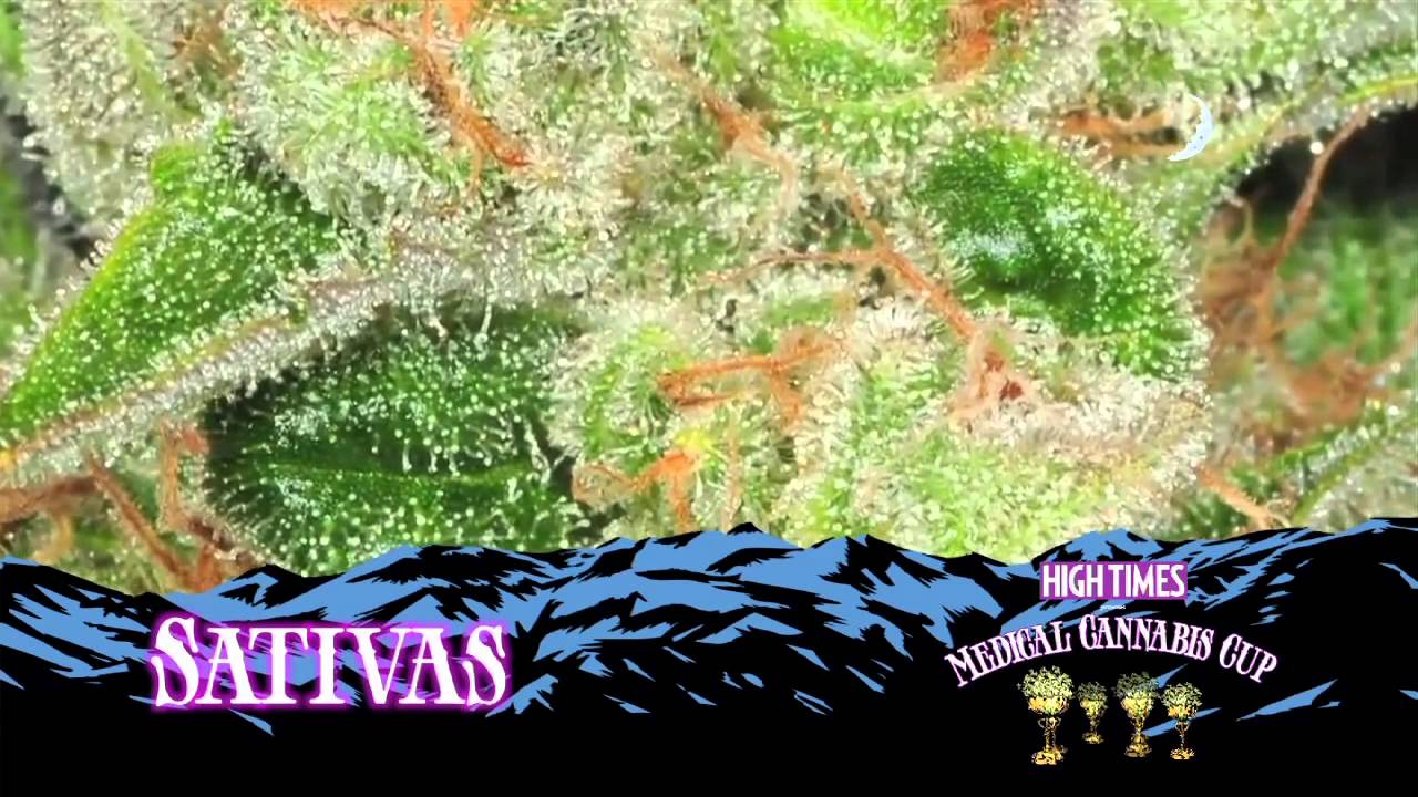 The HIGH TIMES Medical Cannabis Cup in Denver 2012