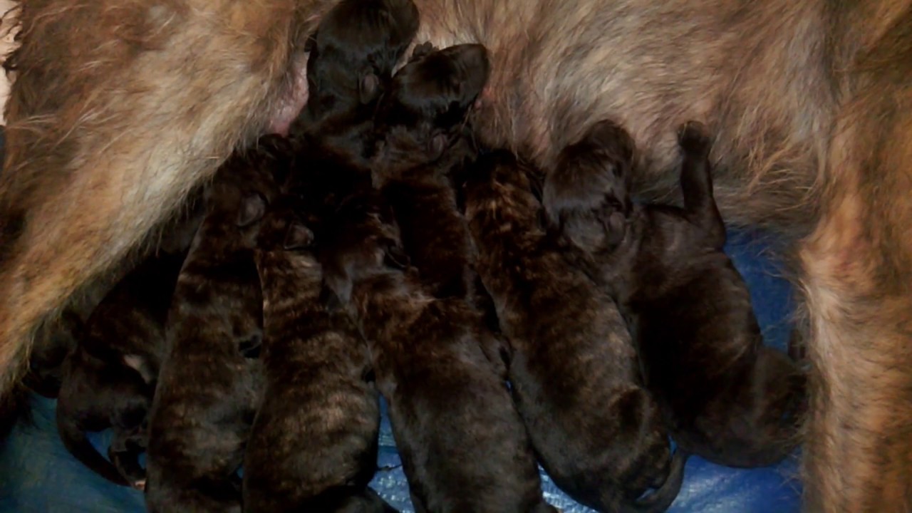 Deerhound Lurcher Puppies, Birth to 2 Years
