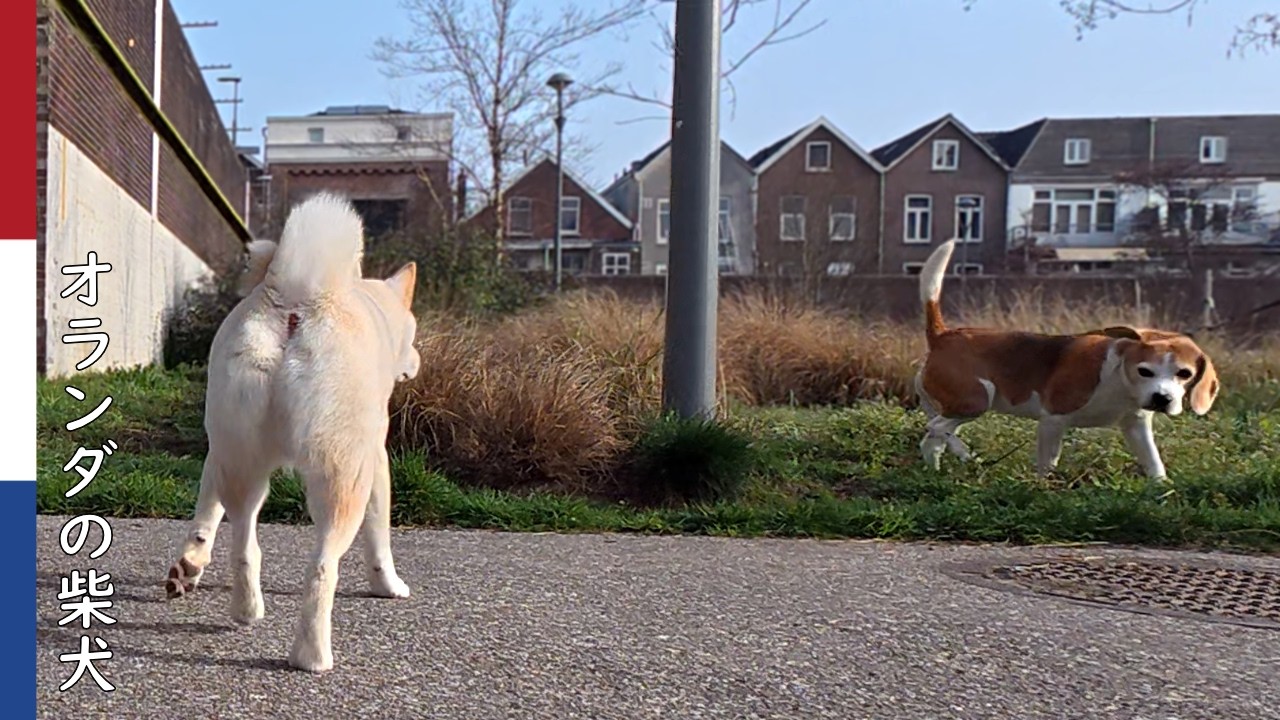 柴犬柿丸  おじいワン リスペクト散歩｜オランダ散歩・環境音