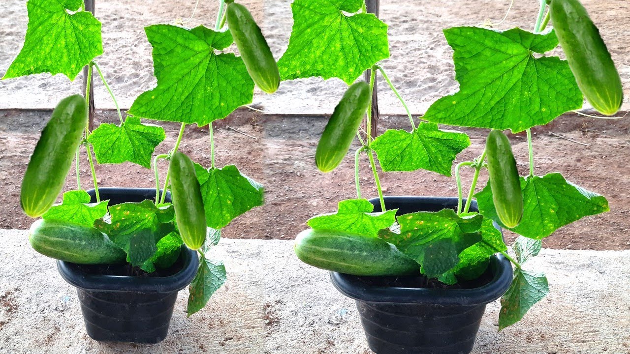 ESSA DICA VALE OURO NA PLANTAÇÃO DE PEPINO (1 MINUTO RÁPIDO)