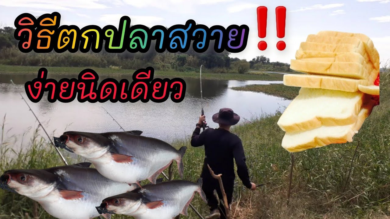 วิธีตกปลาสวาย‼ง่ายนิดเดียว‼ดูแล้วเอาไปตกได้ตัวแน่นอน👍